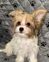 Blaze, a male Yorkshire Terrier for sale in Morrisville, PA – Photo 1 of 10