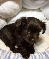 Zorru, a male Yorkshire Terrier for sale in Morrisville, PA – 2 of 9