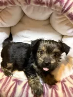 Eclipse , a female Yorkshire Terrier for sale in Morrisville, PA – 6 of 10