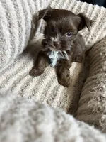 Kisses, a female Yorkshire Terrier for sale in Morrisville, PA – 5 of 5