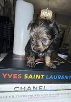 Eclipse , a female Yorkshire Terrier for sale in Morrisville, PA – 9 of 10