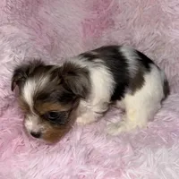 Shimmer, a female Yorkshire Terrier for sale in Morrisville, PA – Photo 1 of 7