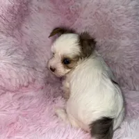 Shimmer, a female Yorkshire Terrier for sale in Morrisville, PA – Photo 6 of 7