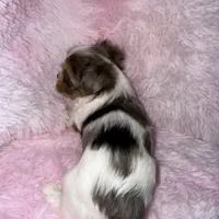 Shimmer, a female Yorkshire Terrier for sale in Morrisville, PA – Photo 7 of 7