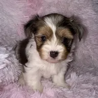 Shimmer, a female Yorkshire Terrier for sale in Morrisville, PA – Photo 5 of 7