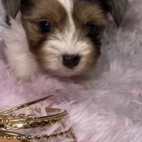 Shimmer, a female Yorkshire Terrier for sale in Morrisville, PA – Photo 3 of 7