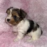 Shimmer, a female Yorkshire Terrier for sale in Morrisville, PA – Photo 4 of 7