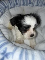 Koa, a male Yorkshire Terrier for sale in Morrisville, PA – 8 of 10