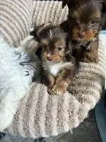 Mars, a male Yorkshire Terrier for sale in Morrisville, PA – 5 of 5