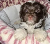Nori, a female Yorkshire Terrier for sale in Morrisville, PA – 4 of 10