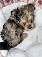 Nala, a male Yorkshire Terrier for sale in Morrisville, PA – 9 of 10