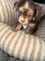 Mars, a male Yorkshire Terrier for sale in Morrisville, PA – 3 of 5