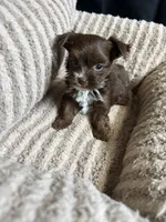 Mocha, a female Yorkshire Terrier for sale in Morrisville, PA – 9 of 10