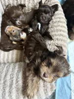 Truffle, a male Yorkshire Terrier for sale in Morrisville, PA – 5 of 5