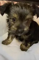 Eclipse , a female Yorkshire Terrier for sale in Morrisville, PA – 10 of 10