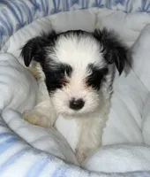 Koa, a male Yorkshire Terrier for sale in Morrisville, PA – 6 of 10