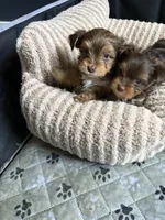 Twix, a male Yorkshire Terrier for sale in Morrisville, PA – 5 of 7