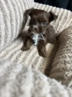 Mocha, a female Yorkshire Terrier for sale in Morrisville, PA – 10 of 10