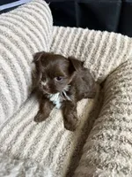 Kisses, a female Yorkshire Terrier for sale in Morrisville, PA – 4 of 5