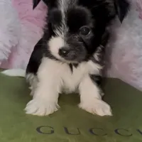 Princess, a female Yorkshire Terrier for sale in Morrisville, PA – Photo 8 of 10