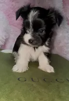 Princess, a female Yorkshire Terrier for sale in Morrisville, PA – Photo 7 of 7