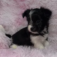 Princess, a female Yorkshire Terrier for sale in Morrisville, PA – Photo 10 of 10