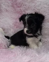 Princess, a female Yorkshire Terrier for sale in Morrisville, PA – Photo 6 of 7