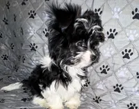 Princess, a female Yorkshire Terrier for sale in Morrisville, PA – Photo 2 of 10