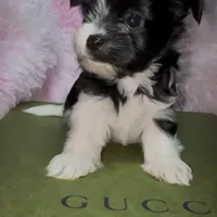 Princess, a female Yorkshire Terrier for sale in Morrisville, PA – Photo 5 of 10