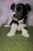 Princess, a female Yorkshire Terrier for sale in Morrisville, PA – Photo 2 of 7