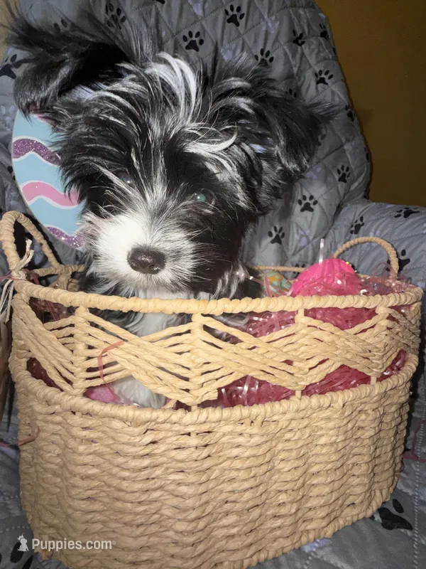 Princess – Yorkshire Terrier puppy for sale in Morrisville, PA