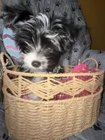 Princess, a female Yorkshire Terrier for sale in Morrisville, PA – Photo 1 of 10