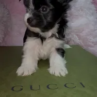 Princess, a female Yorkshire Terrier for sale in Morrisville, PA – Photo 7 of 10