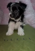 Princess, a female Yorkshire Terrier for sale in Morrisville, PA – Photo 3 of 7