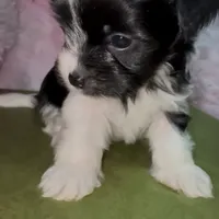 Princess, a female Yorkshire Terrier for sale in Morrisville, PA – Photo 9 of 10