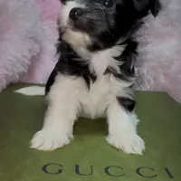 Princess, a female Yorkshire Terrier for sale in Morrisville, PA – Photo 4 of 10