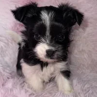 Princess, a female Yorkshire Terrier for sale in Morrisville, PA – Photo 6 of 10