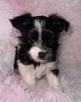 Princess, a female Yorkshire Terrier for sale in Morrisville, PA – Photo 1 of 7