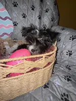 Princess, a female Yorkshire Terrier for sale in Morrisville, PA – Photo 3 of 10