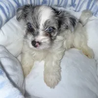 Honor, a male Yorkshire Terrier for sale in Morrisville, PA – 4 of 10