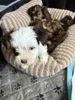 Cookies & Cream , a male Yorkshire Terrier for sale in Morrisville, PA – 2 of 10