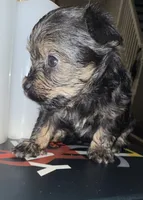 Eclipse , a female Yorkshire Terrier for sale in Morrisville, PA – 8 of 10