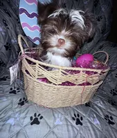 Baby, a female Yorkshire Terrier for sale in Morrisville, PA – Photo 7 of 10