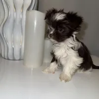 Baby, a female Yorkshire Terrier for sale in Morrisville, PA – Photo 2 of 10