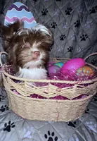 Baby, a female Yorkshire Terrier for sale in Morrisville, PA – Photo 1 of 10