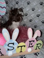 Baby, a female Yorkshire Terrier for sale in Morrisville, PA – Photo 9 of 10