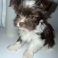 Baby, a female Yorkshire Terrier for sale in Morrisville, PA – Photo 3 of 10