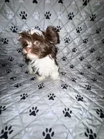 Baby, a female Yorkshire Terrier for sale in Morrisville, PA – Photo 2 of 10