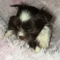 Baby, a female Yorkshire Terrier for sale in Morrisville, PA – Photo 5 of 10