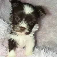 Baby, a female Yorkshire Terrier for sale in Morrisville, PA – Photo 10 of 10